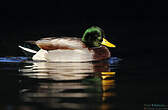 Canard colvert