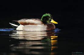 Canard colvert