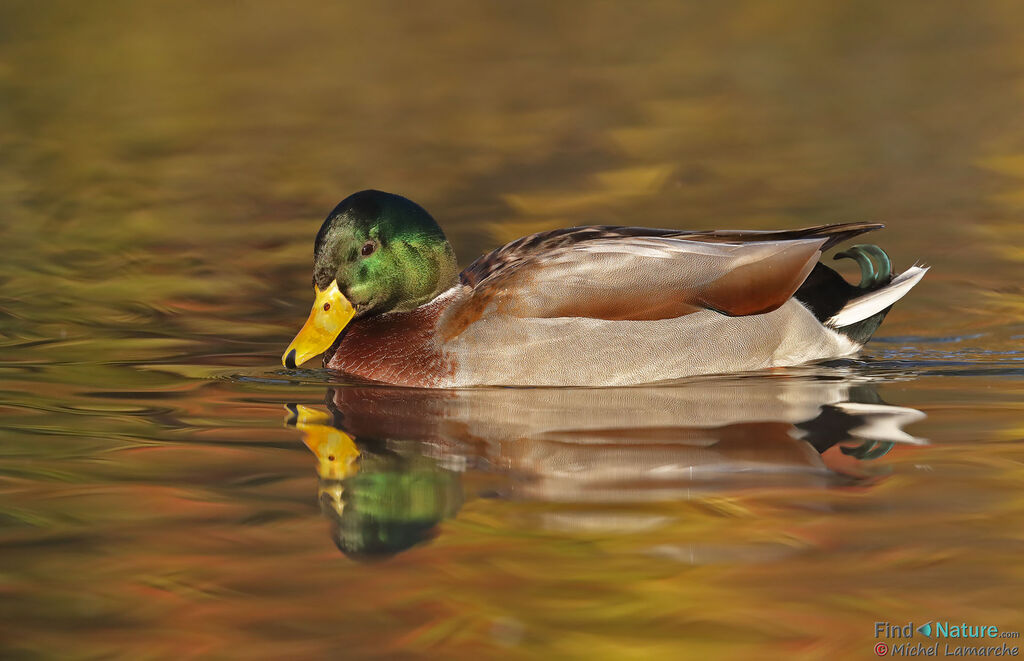 Canard colvert mâle adulte