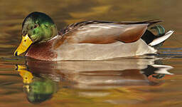 Canard colvert