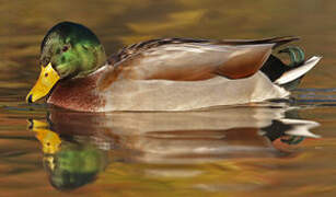 Canard colvert