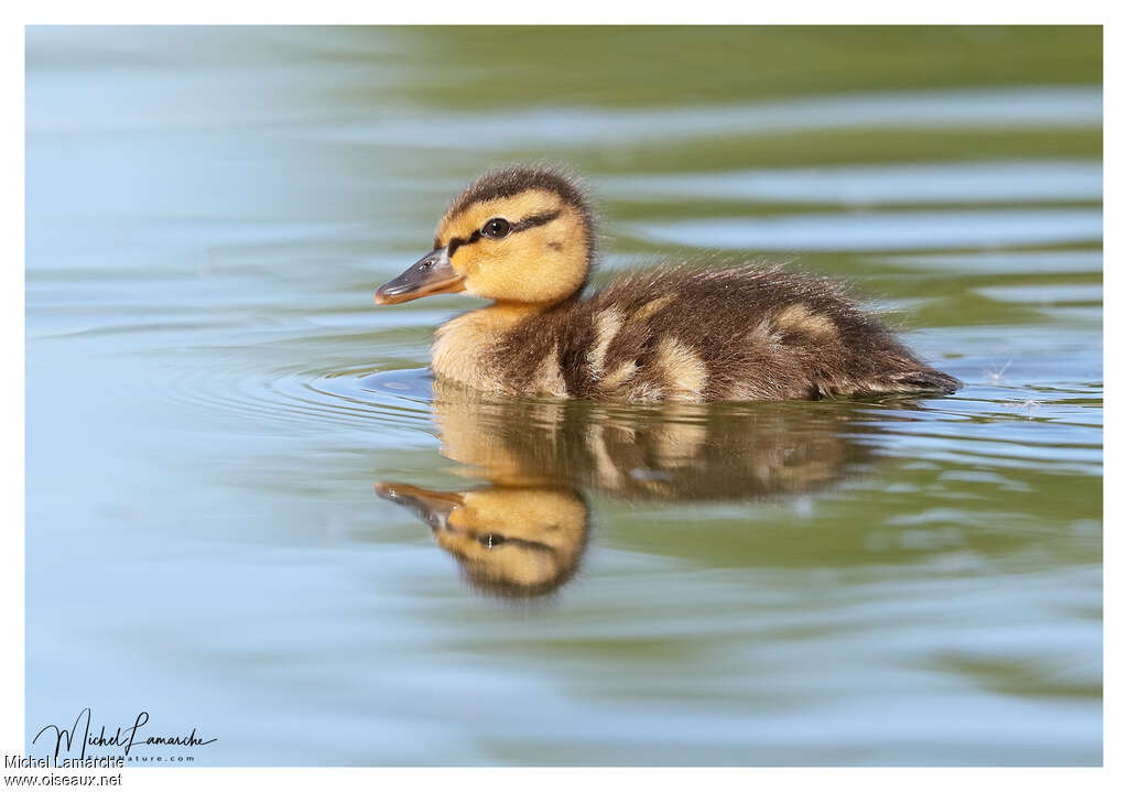 Canard colvertPoussin, identification