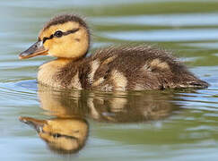 Canard colvert