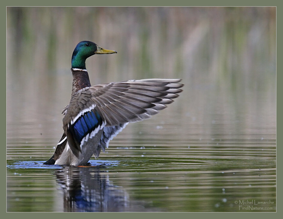 Canard colvert mâle adulte