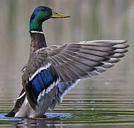 Canard colvert