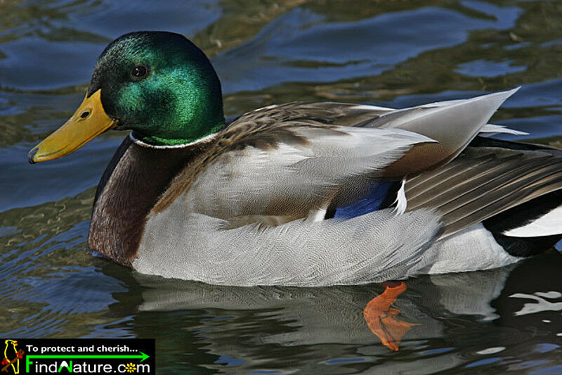 Canard colvert mâle adulte