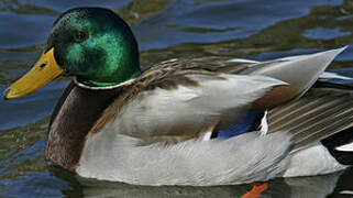 Canard colvert