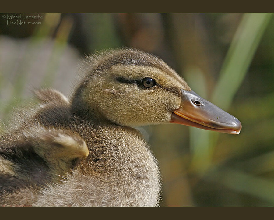 Canard colvert