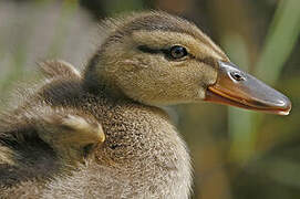 Canard colvert