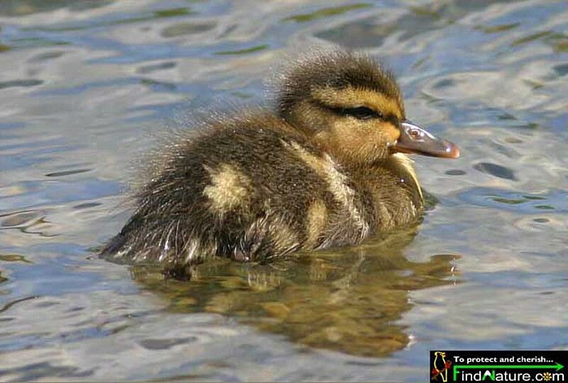 Canard colvert