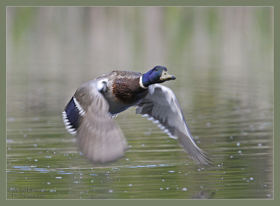 Canard colvert