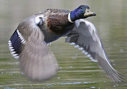 Canard colvert