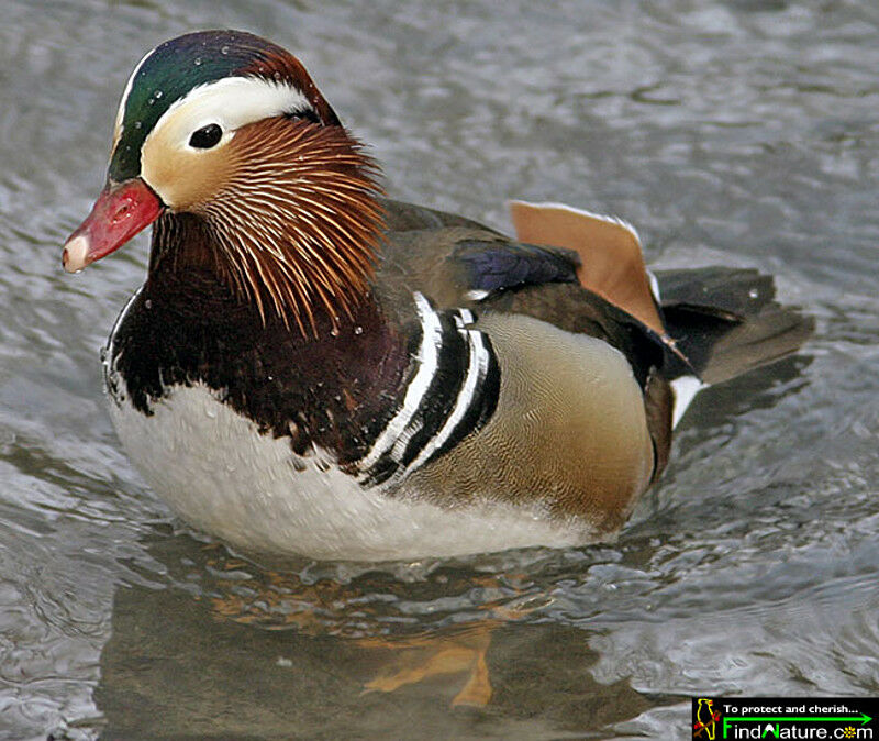 Mandarin Duck