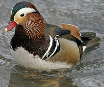 Canard mandarin