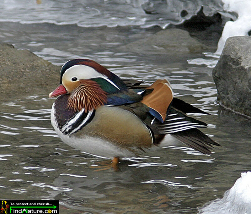 Canard mandarin