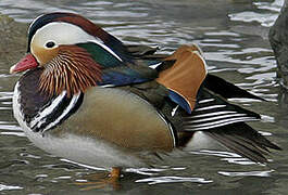 Mandarin Duck