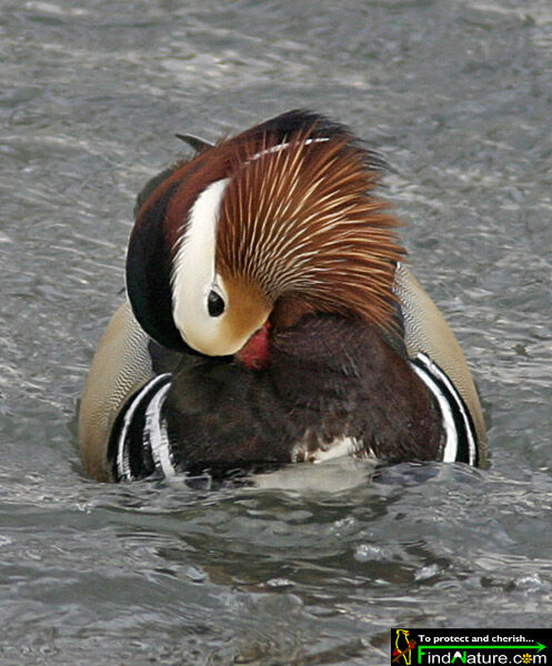 Canard mandarin