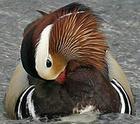 Mandarin Duck