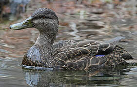 American Black Duck