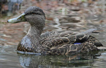 Canard noir