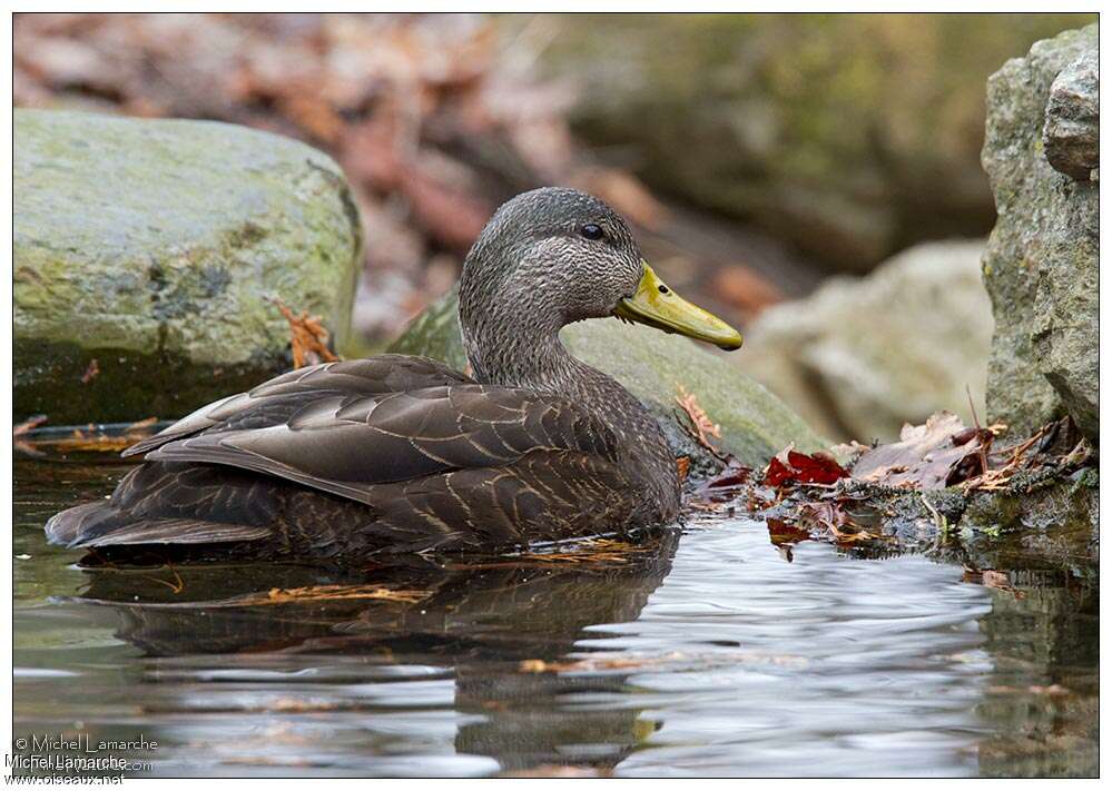 Canard noir mâle adulte, pigmentation, nage