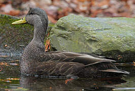 Canard noir