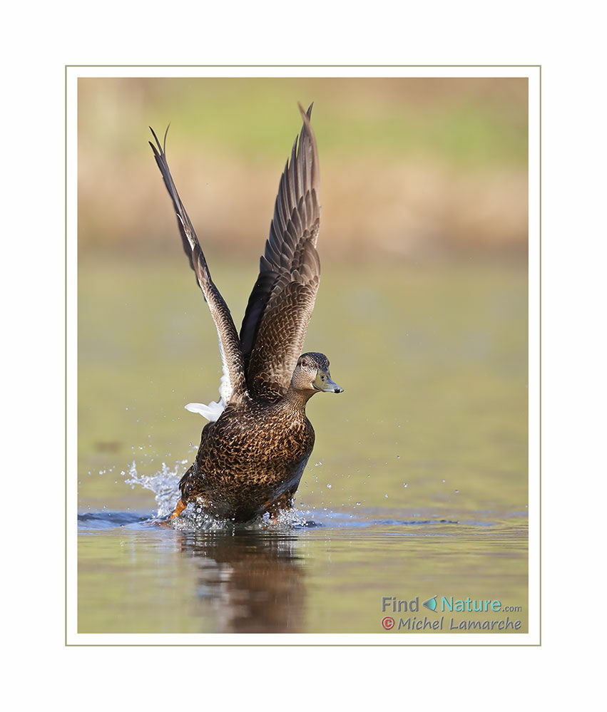 Canard noir femelle adulte