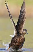 American Black Duck