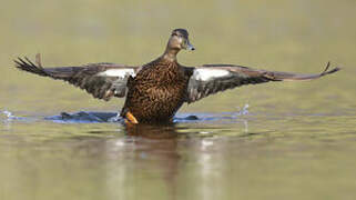 American Black Duck