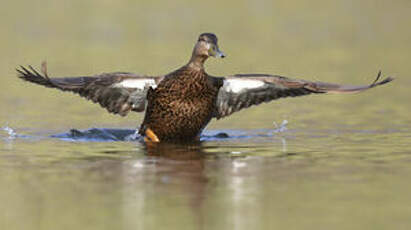 Canard noir