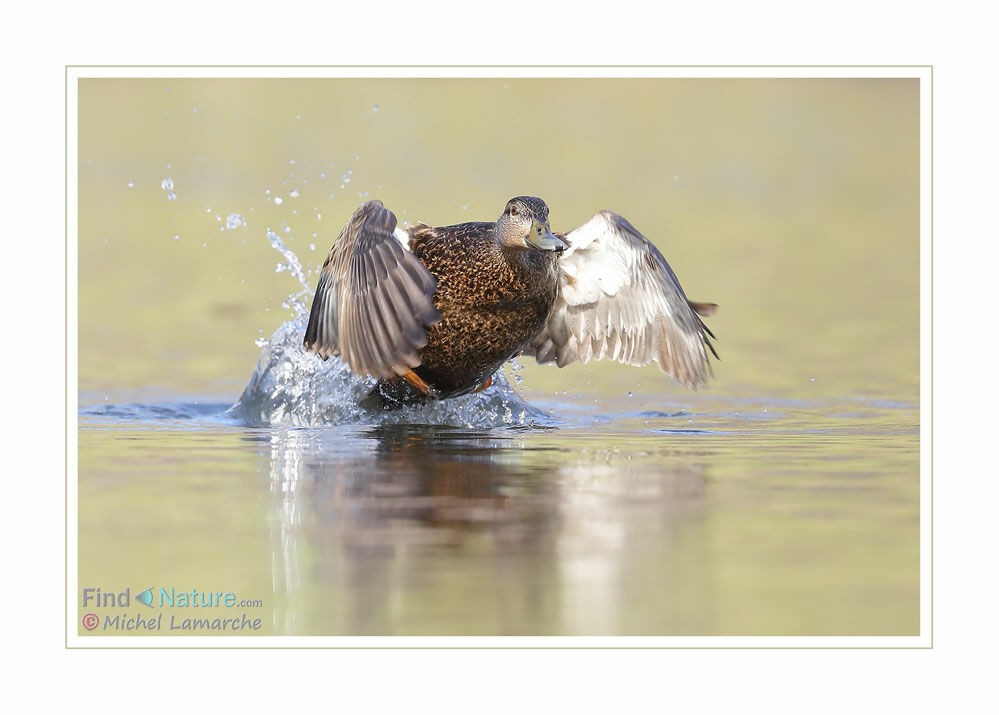 Canard noir femelle adulte