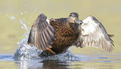 Canard noir