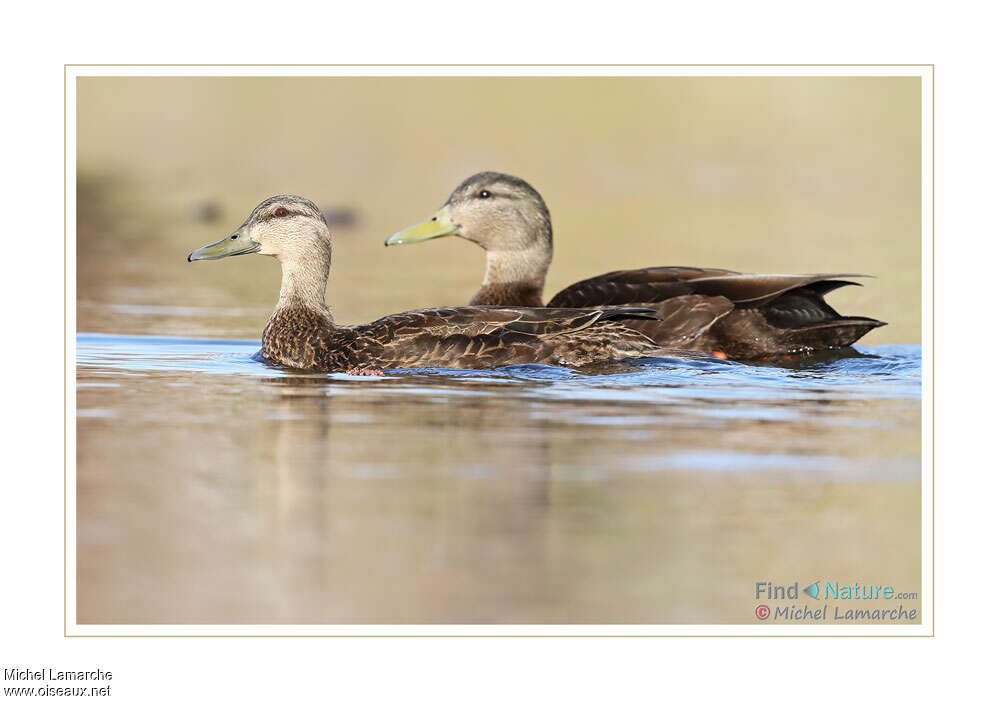 American Black Duckadult, pigmentation