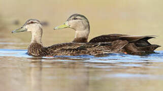 Canard noir