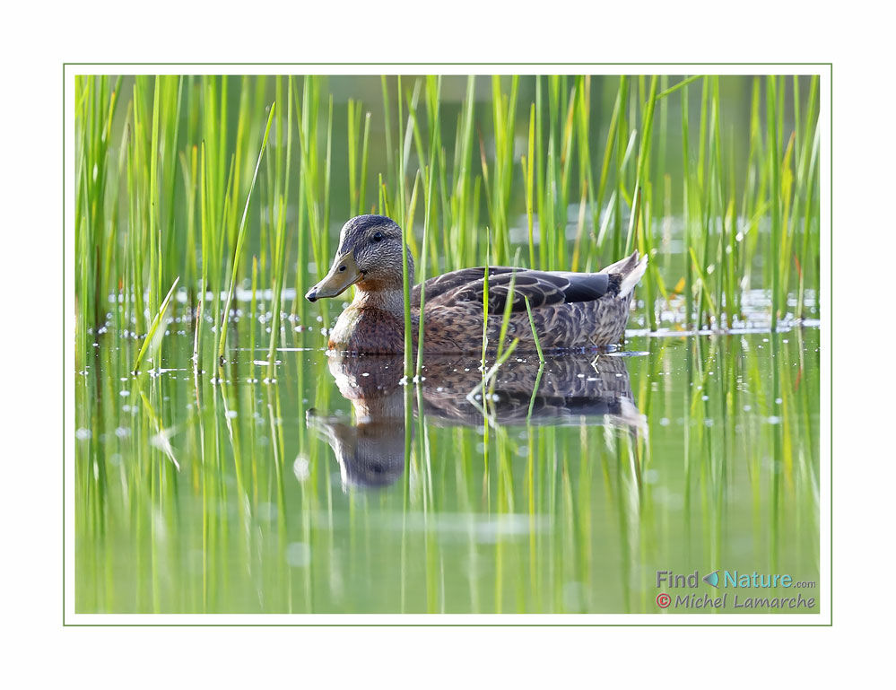 Canard noir femelle adulte