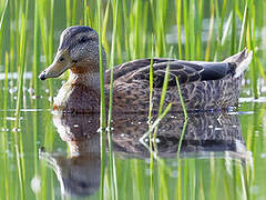 American Black Duck