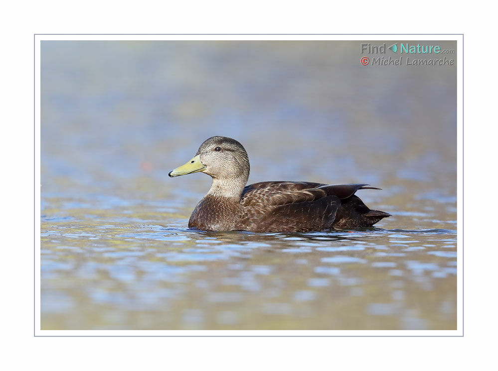 Canard noir mâle adulte