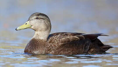 Canard noir