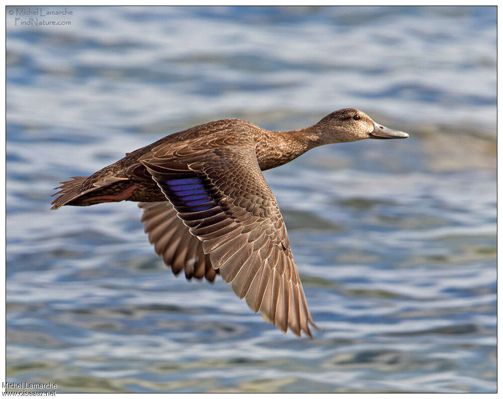 American Black Duck, pigmentation, Flight