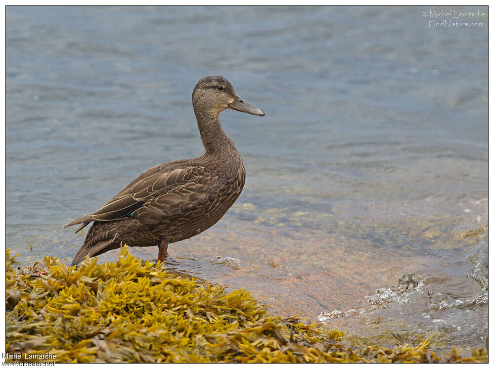 Canard noirjuvénile, identification