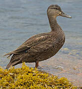 American Black Duck