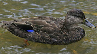 Canard noir