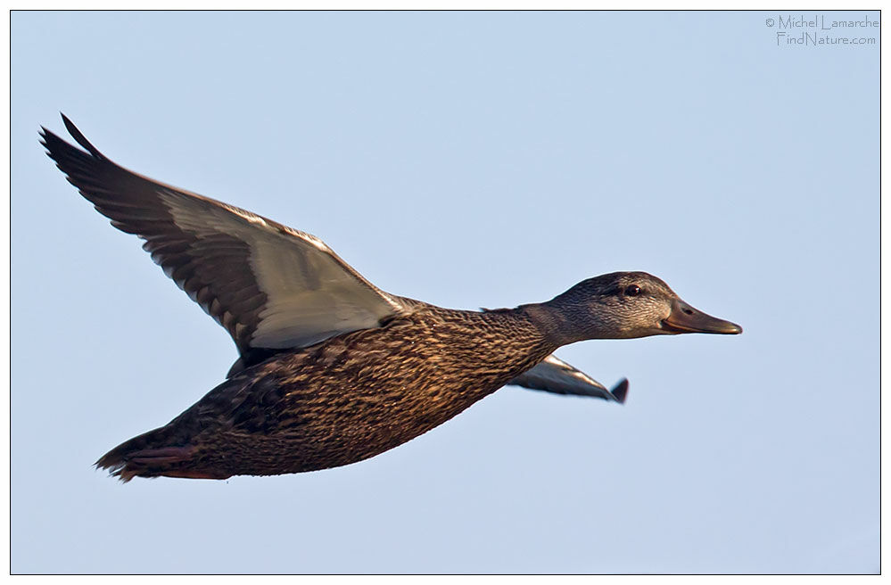 Canard noir, Vol