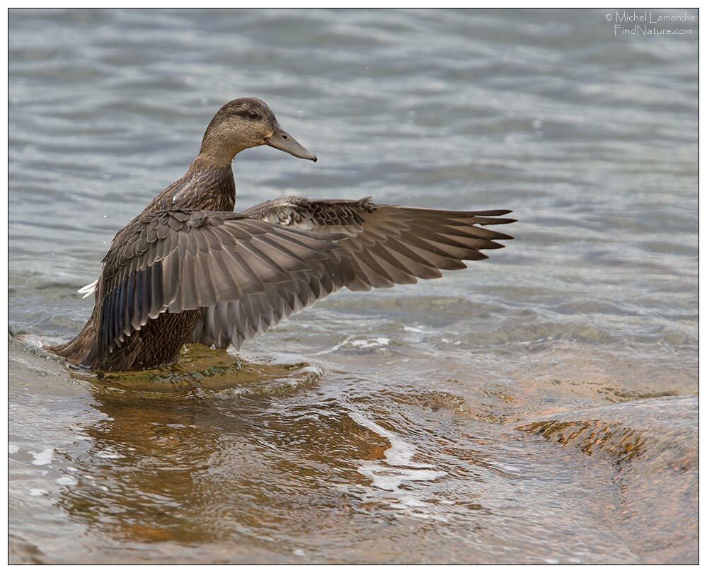 Canard noir