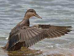 American Black Duck