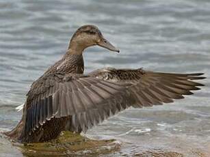 Canard noir