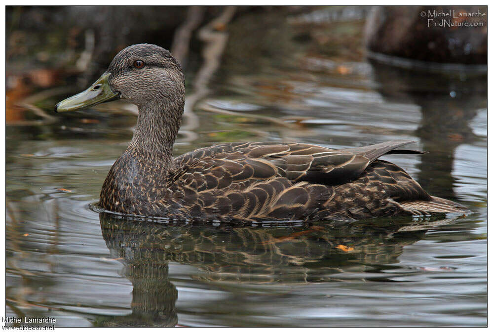 American Black Duck female adult, pigmentation, swimming