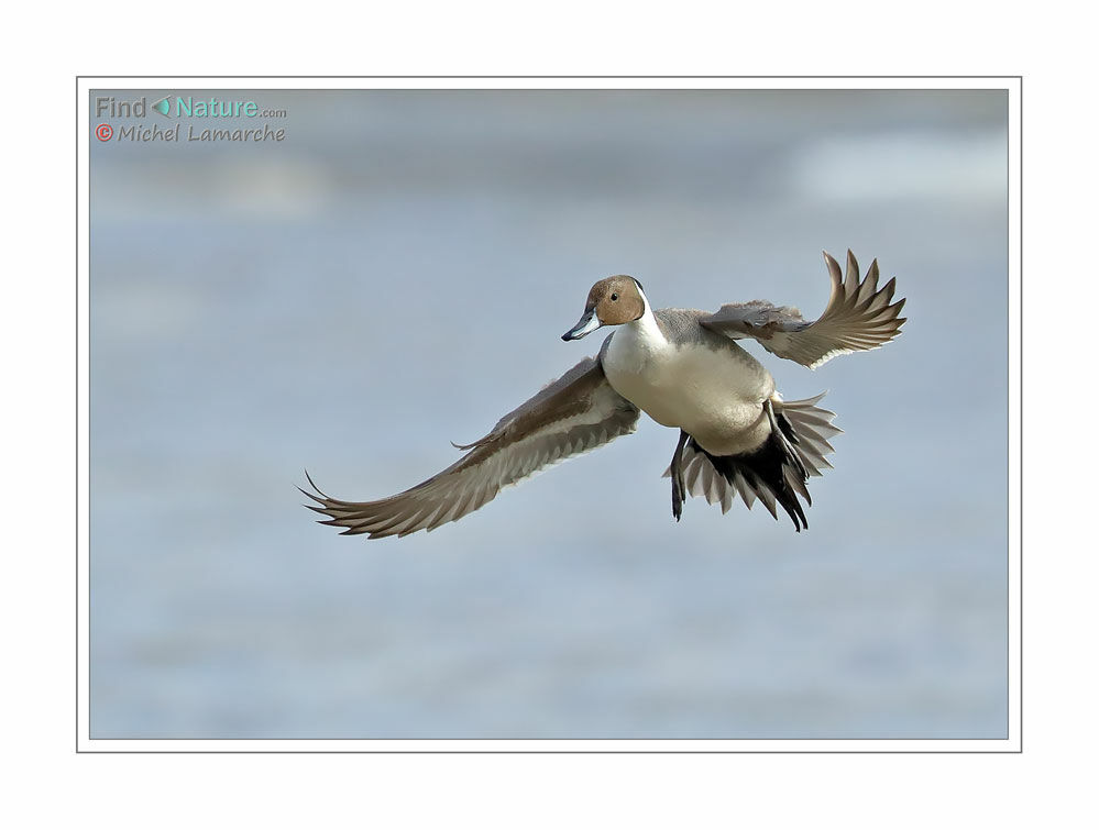 Canard pilet mâle adulte, Vol