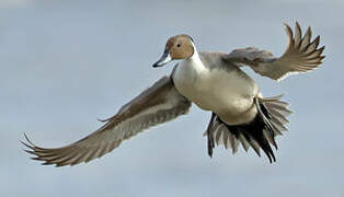 Northern Pintail