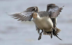 Northern Pintail